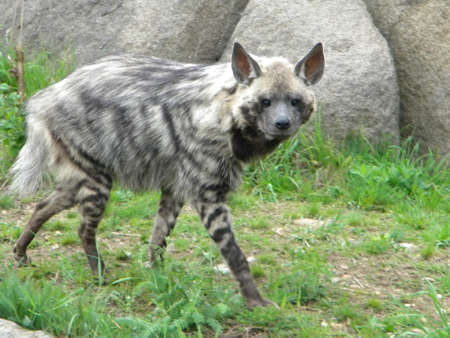 A gray hyena の写真素材