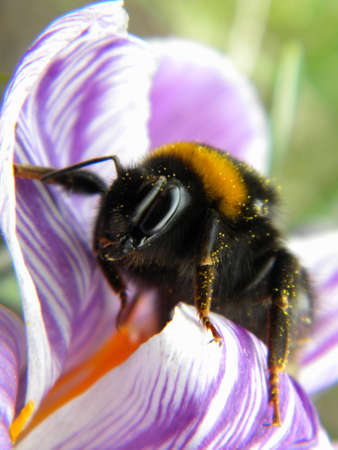 A bumblebee in a flowerの写真素材
