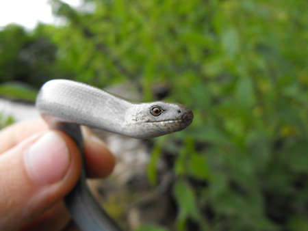 A lizard headの写真素材