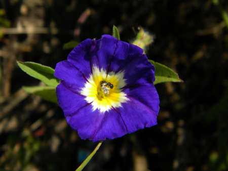 A little purple flower with an insect