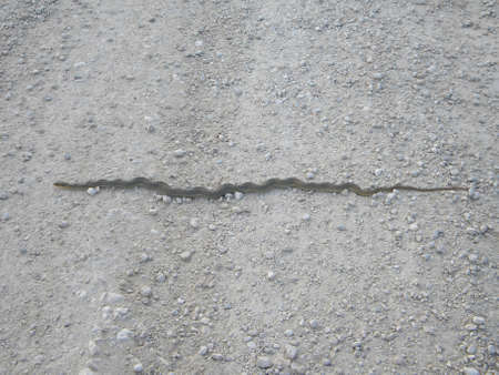 A snake on a street の写真素材