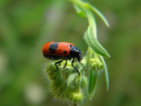 A red bug on a green plant