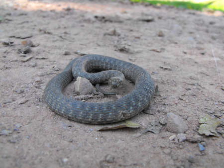 A water snake on dry land