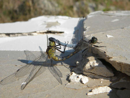 A pair on dragonflies matingの写真素材