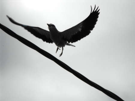 A flying birdの写真素材