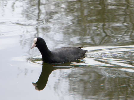 A black water bird on waerの写真素材