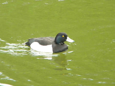 A black duck on waterの写真素材