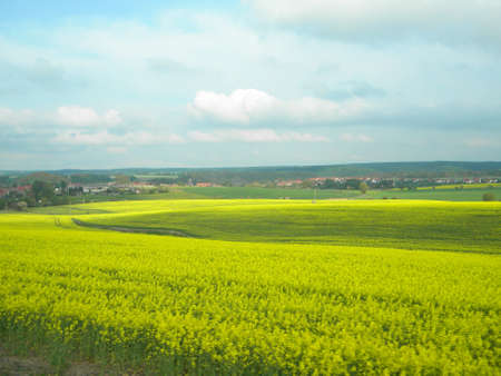 A landscape with yellow flowers ant cloudy skyの写真素材