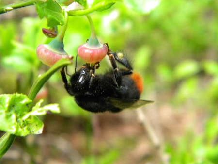 A black bumblebee on a cranberry flowerの写真素材