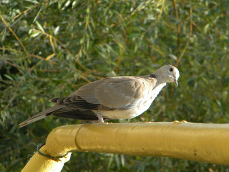 A ring dove on a yellow pipeの写真素材
