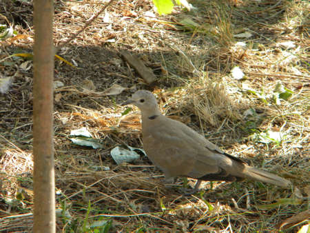 A ring dove in the gardenの写真素材