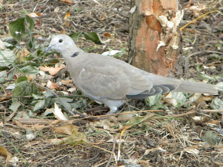 A ring dove on landの写真素材