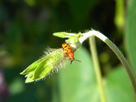 A little red bug on a plantの写真素材