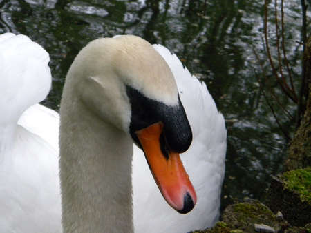 A swan hadの写真素材