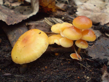 Yellow mushrooms in the forestの写真素材