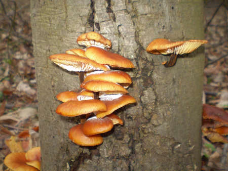 Fungus growing on a treeの写真素材