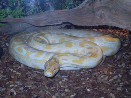 A white pythonの写真素材