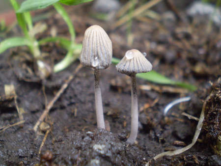 Two fungus growing togetherの写真素材