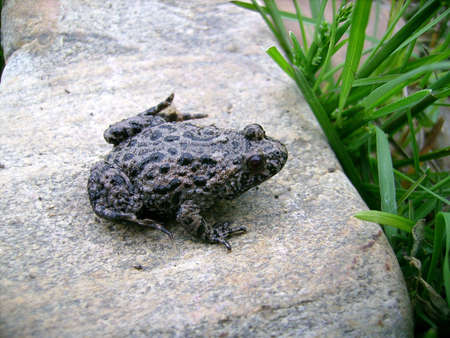 A little frog on a stoneの写真素材