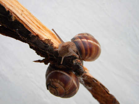 Two snails on a tree barkの写真素材