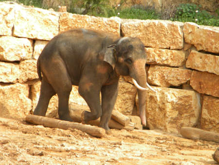 An Asian elephantの写真素材