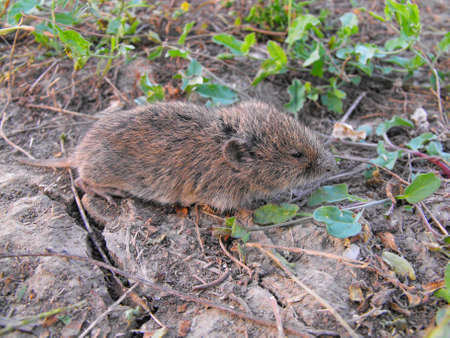 A field mouseの写真素材