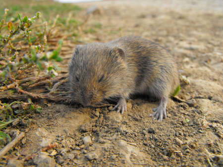 A little rodent の写真素材