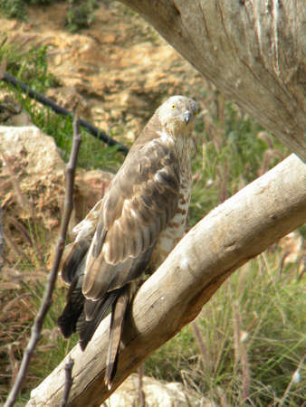 An eagle on a branchの写真素材
