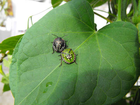 A pair of bugs on a leafの写真素材