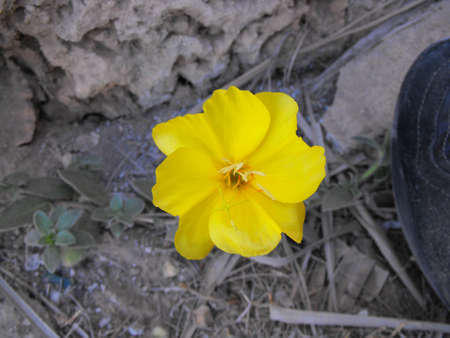 A little yellow flowerの写真素材