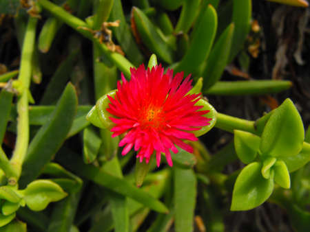 A red flower with many petalsの写真素材