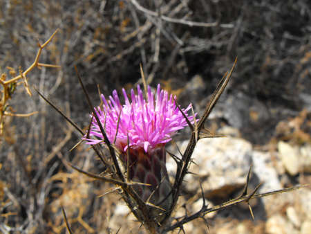 A purple flower with many petalsの写真素材