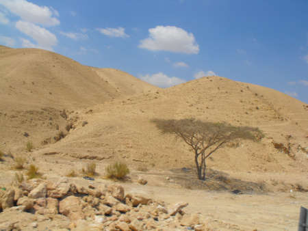 A tree in a dry landの写真素材