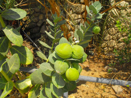 Some green fruitsの写真素材