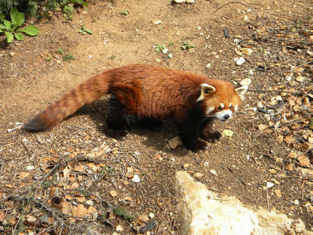 A red panda walkingの写真素材