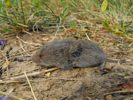 A lonely mouse in the fieldの写真素材