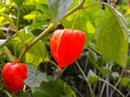 Two red fruitsの写真素材