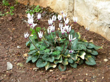 Some little bloome flowersの写真素材