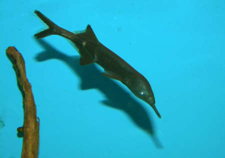 A black fish in an aquariumの写真素材