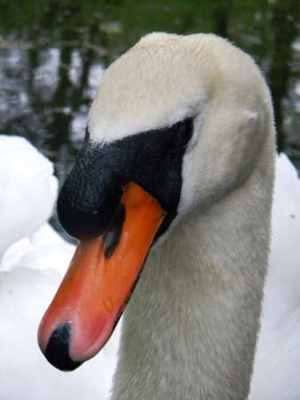A swan portraitの写真素材