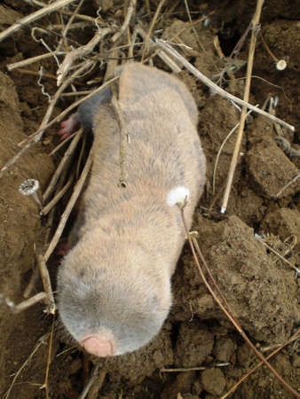 A mole walking aloneの写真素材
