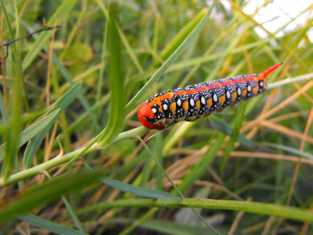 A colored caterpillarの写真素材