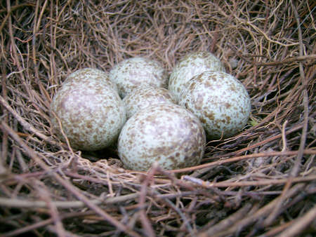Some magpie eggs in the nestの写真素材