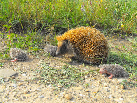 A mother hedgehog with little babiesの写真素材