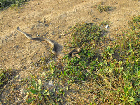 A snake running to hideの写真素材