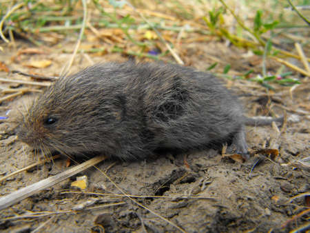 A little rodent walking on dry landの写真素材