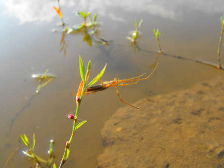 A long spider near a waterの写真素材