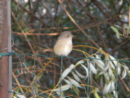 A little bird on the fenceの写真素材