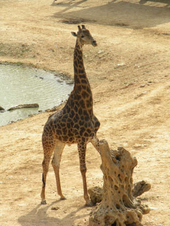 A big giraffe waiting for a photoの写真素材