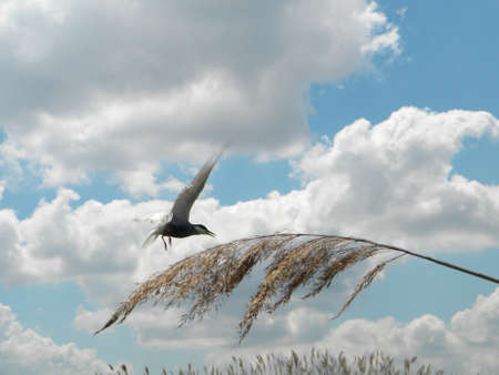 A bird flying over reed